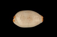 藏品(雨絲寶螺)的圖片